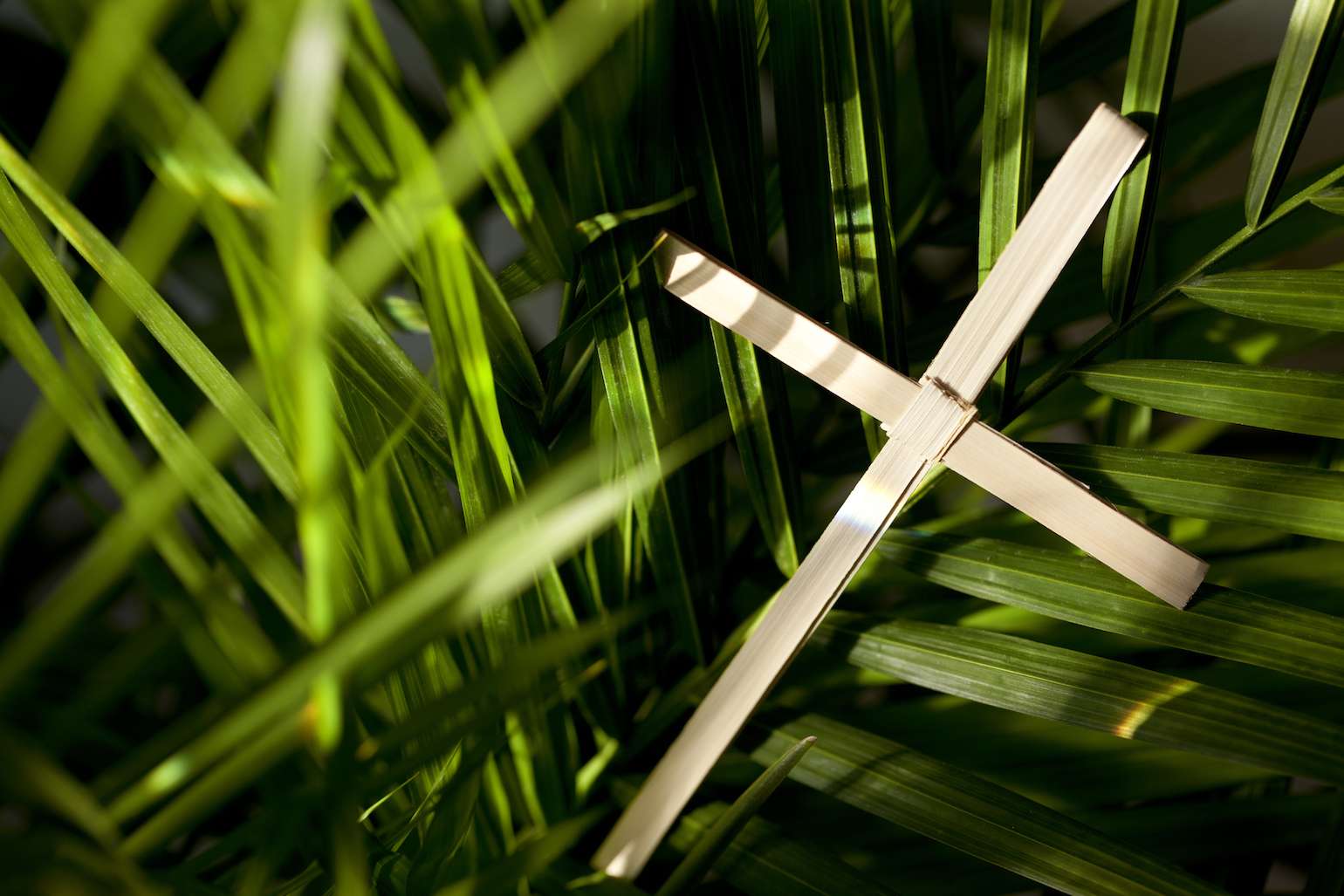 PALM SUNDAY: The Wood Carriers